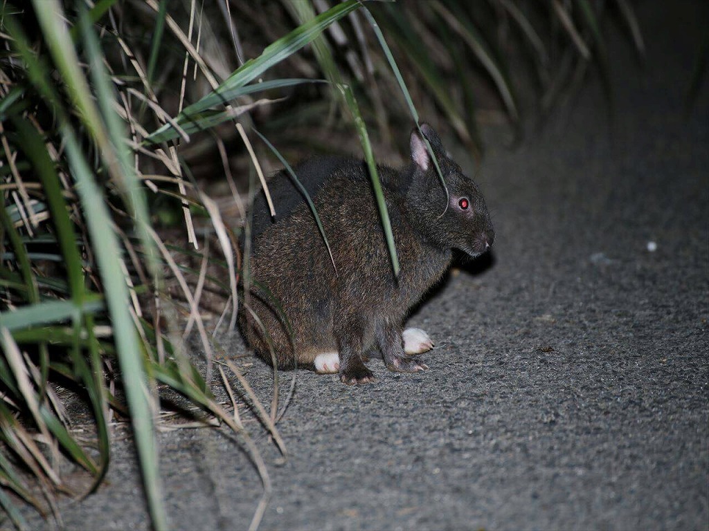 アマミノクロウサギシロタビ