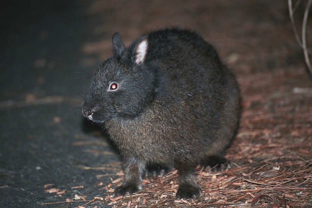 アマミノクロウサギ